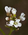 Watercress